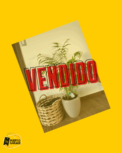 Planta Chamaedorea con macetero