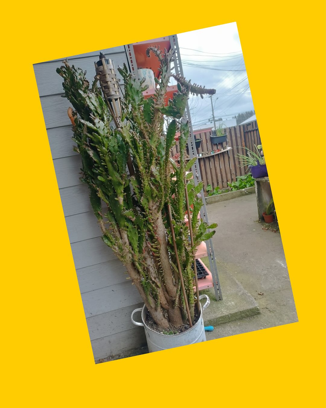 Cactus