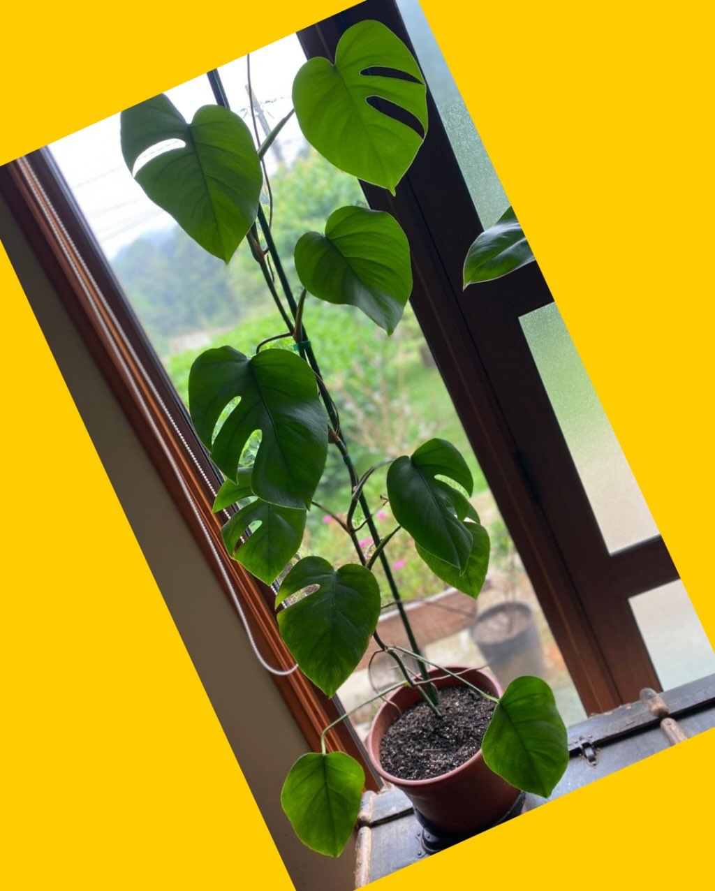 Monstera trepadora