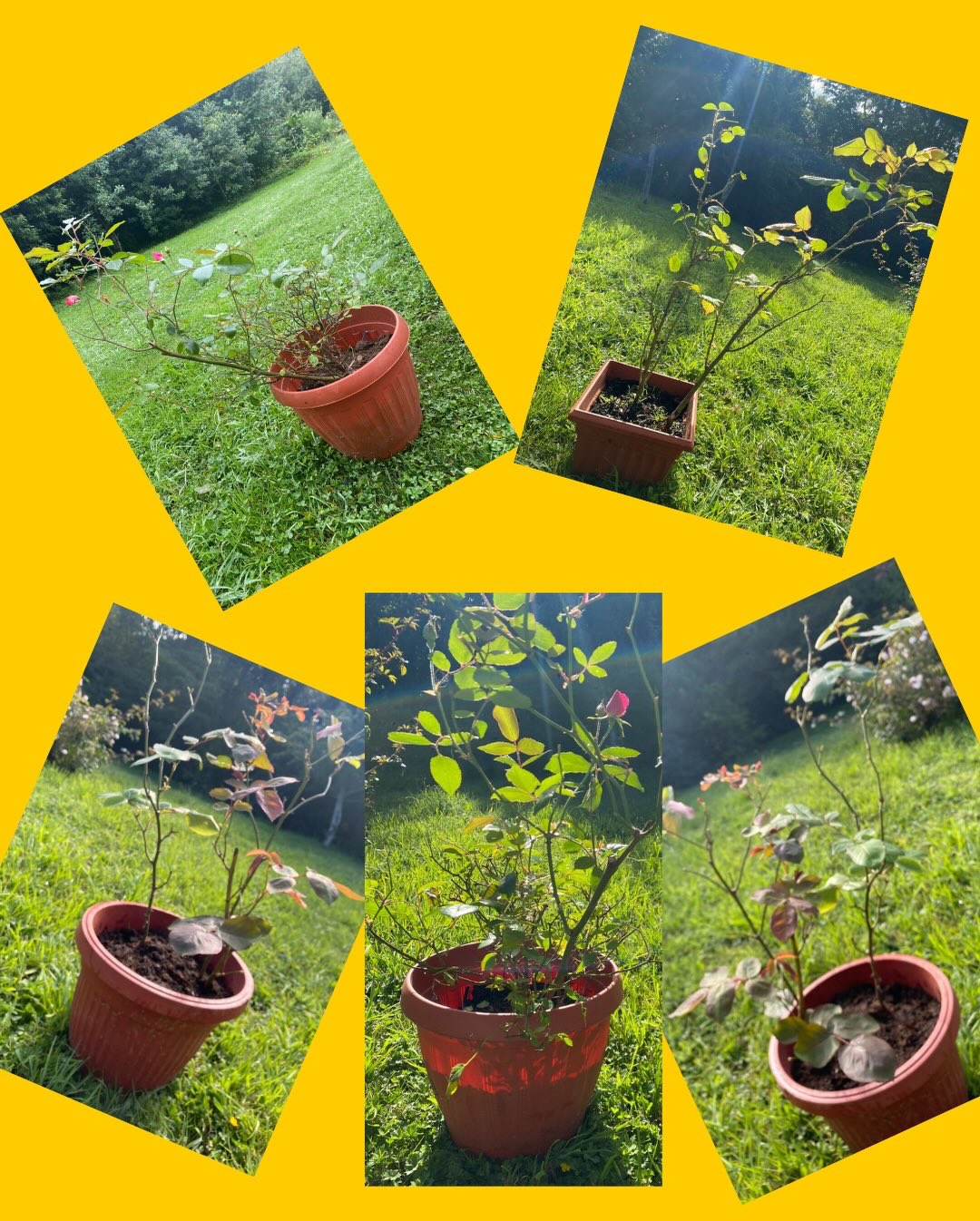 5 rosales con macetero