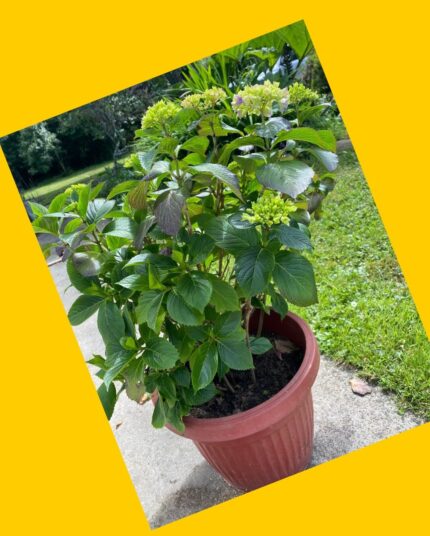 Macetero con Hortensias