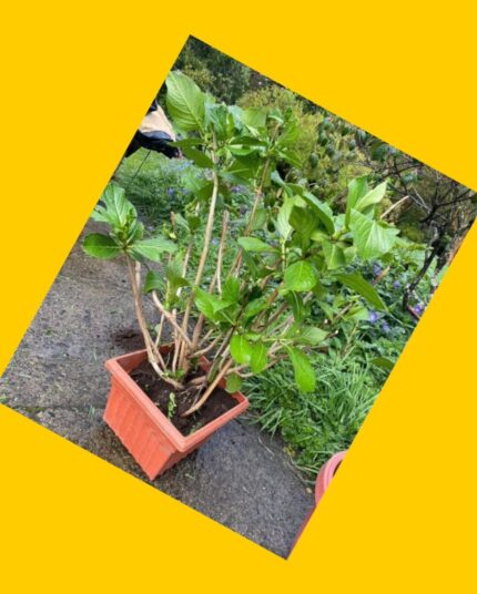 Macetero grande con Hortensias