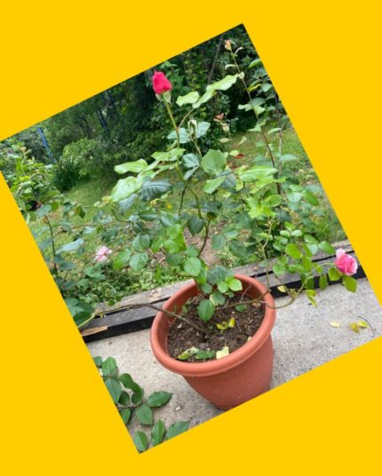 Macetero grande con rosas