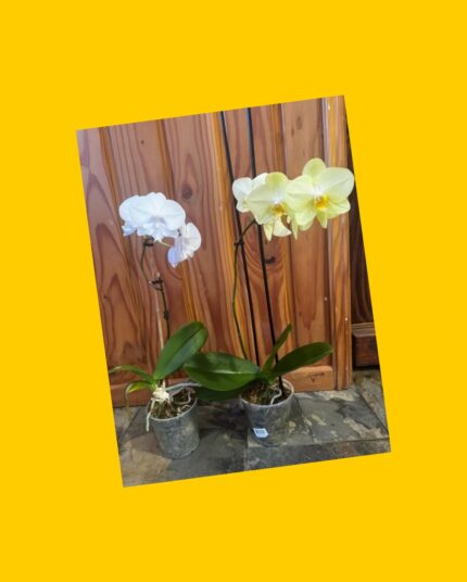 2 orquídeas