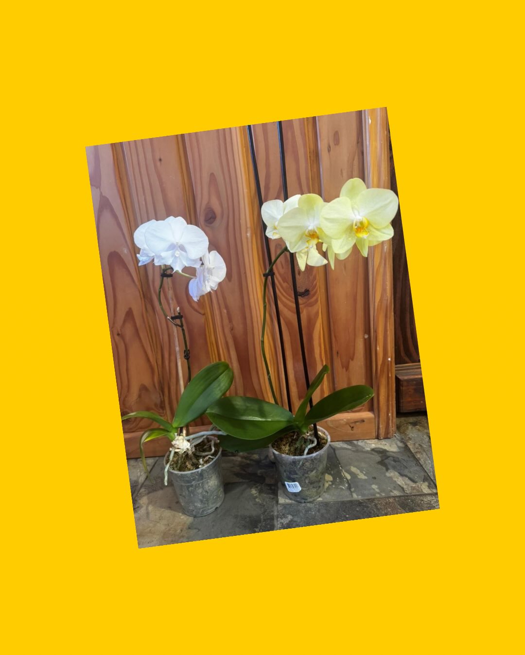 2 orquídeas