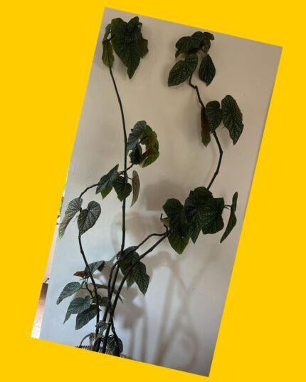 Planta Begonia Maculata