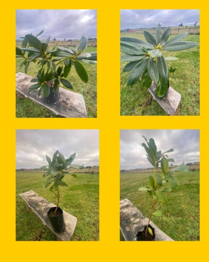 5 Rododendros
