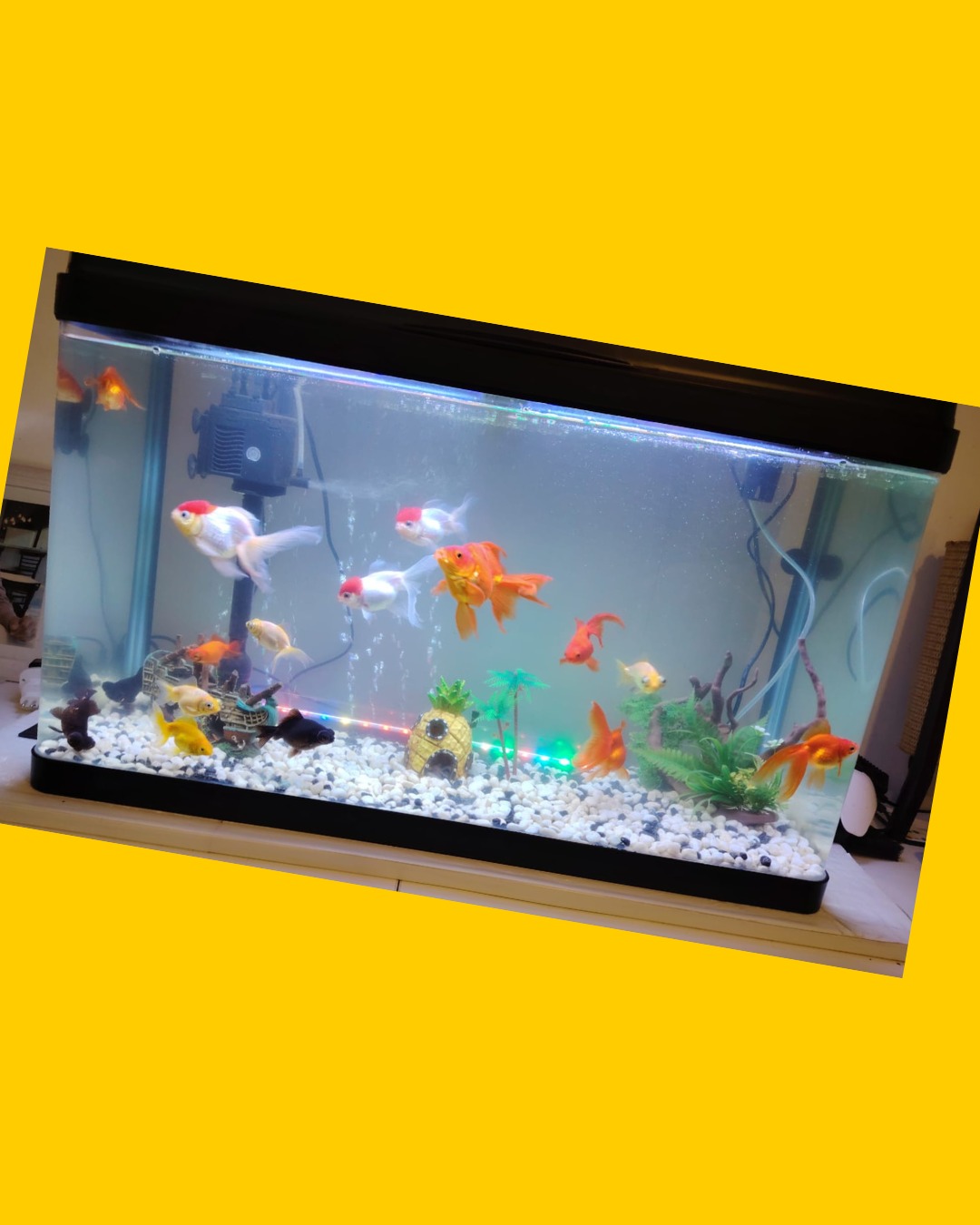 Acuario 100 litros con equipamiento
