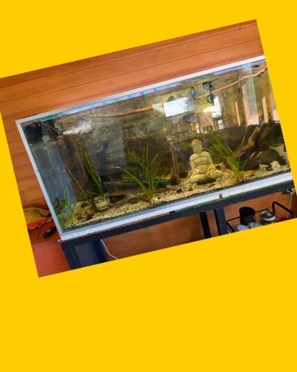 Acuario con base
