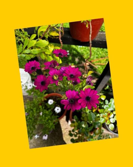 5 maceteros con plantas