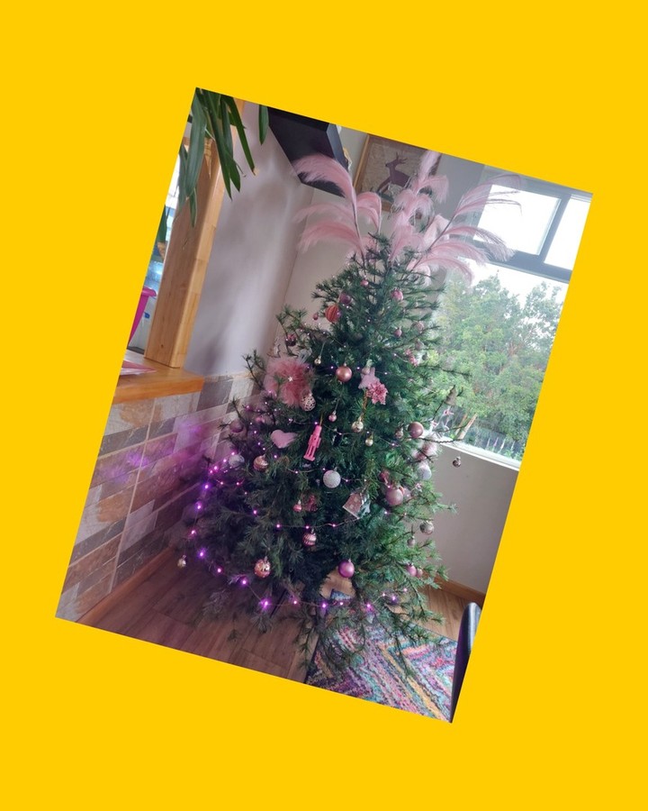 Pino navidad Radiata 104 ramas, 1.9 metros M Desing