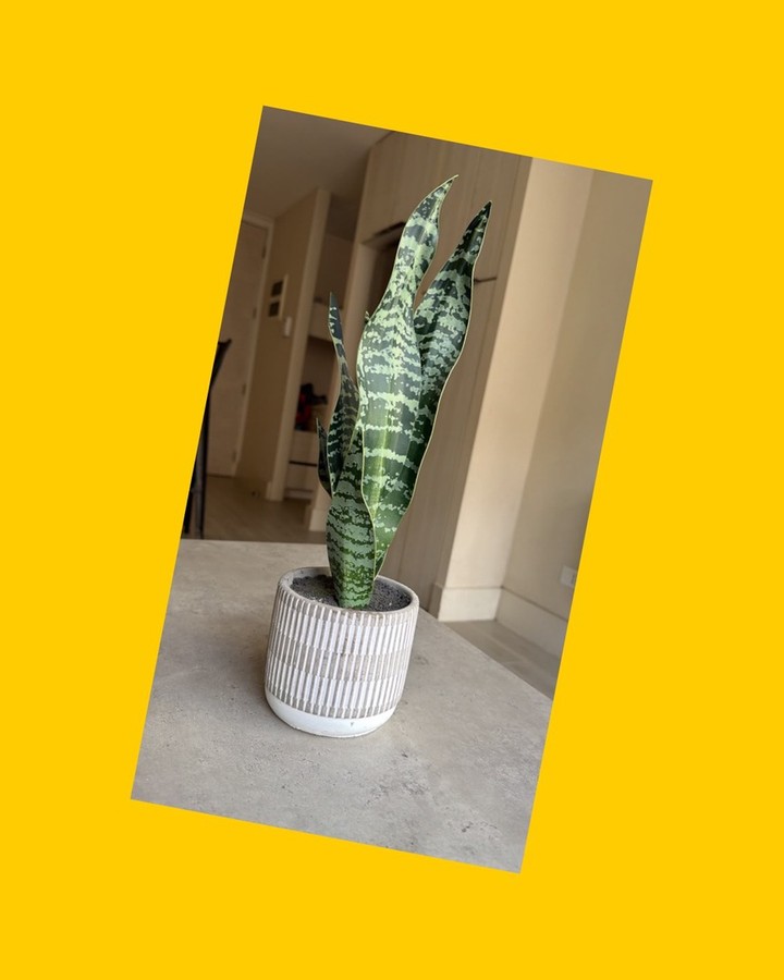 Planta artificial